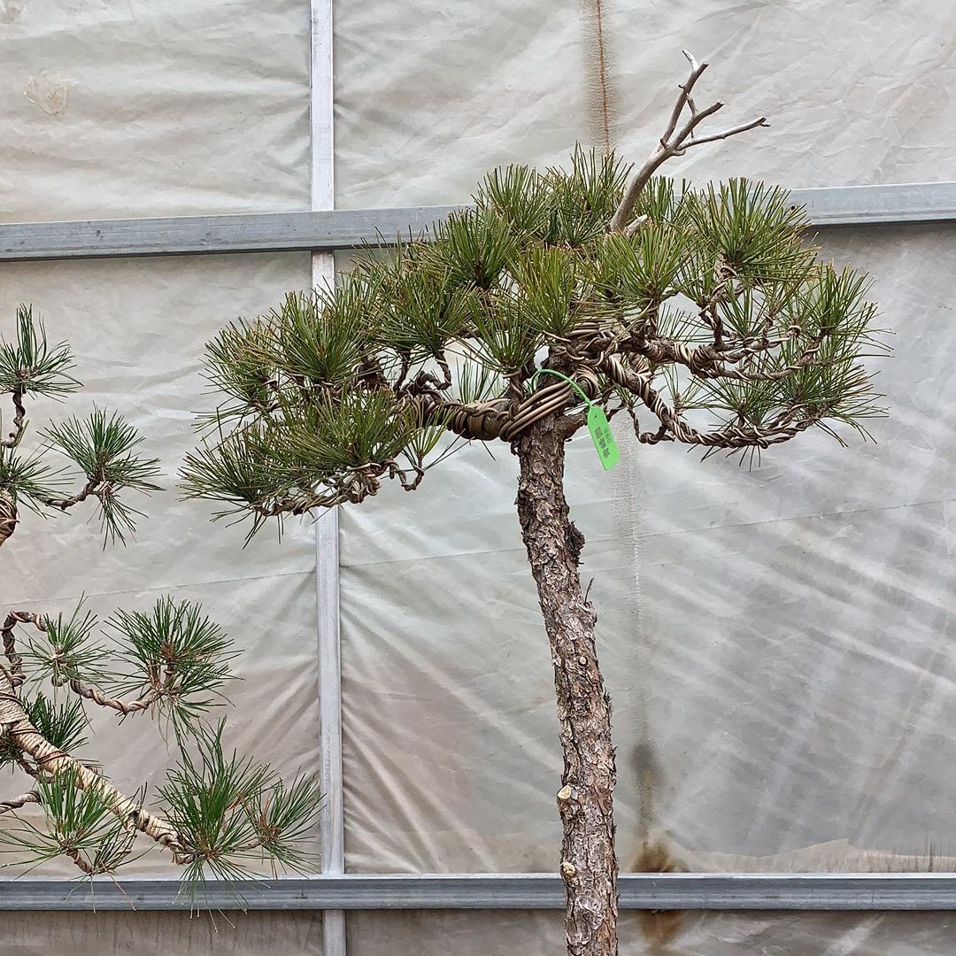 青松堂黄山松映山红