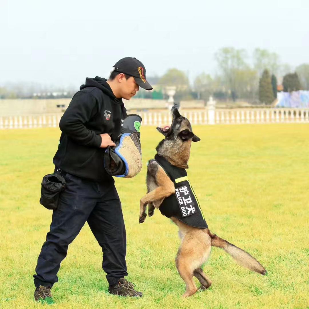 冯教头犬令工作室