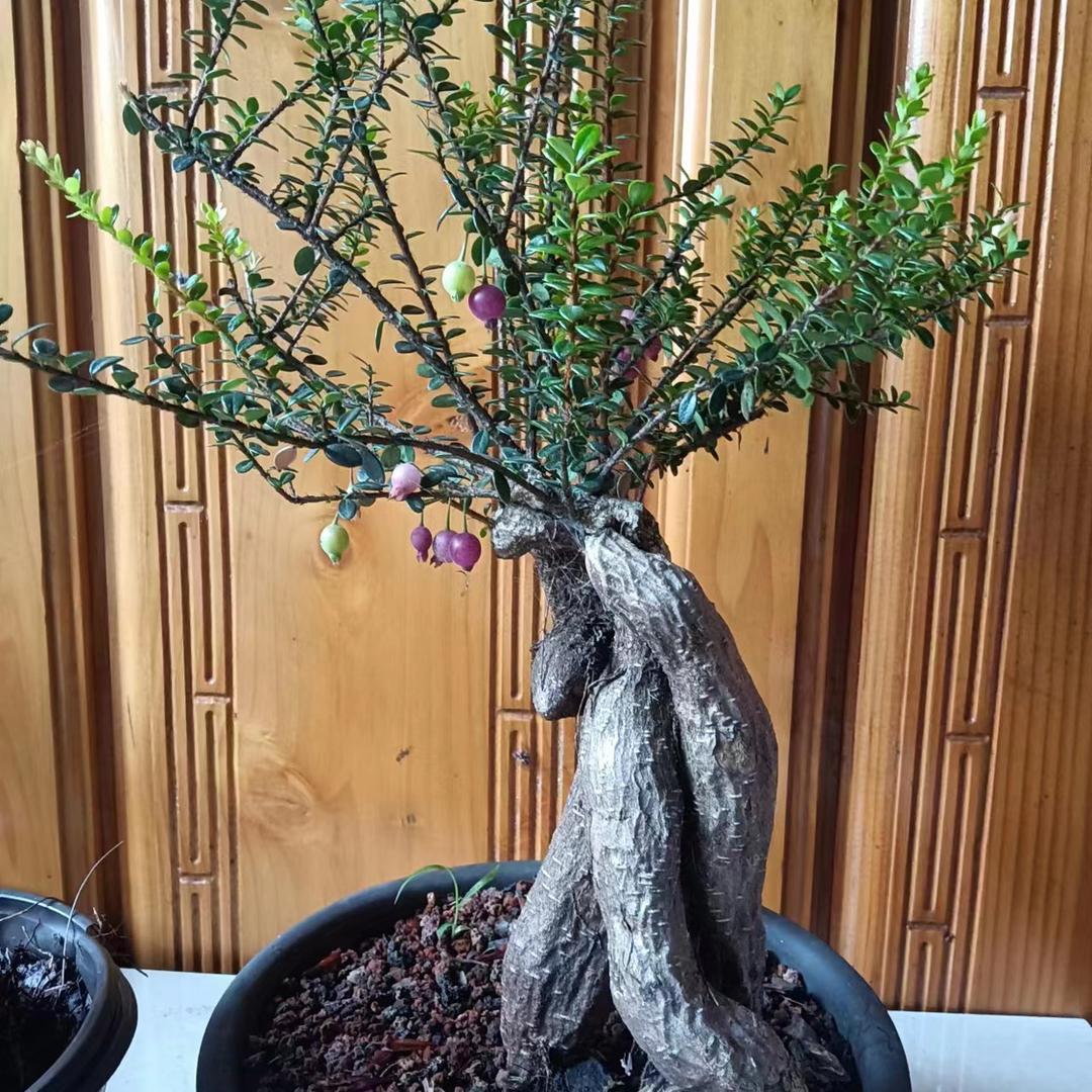 墨之铭花卉小铺