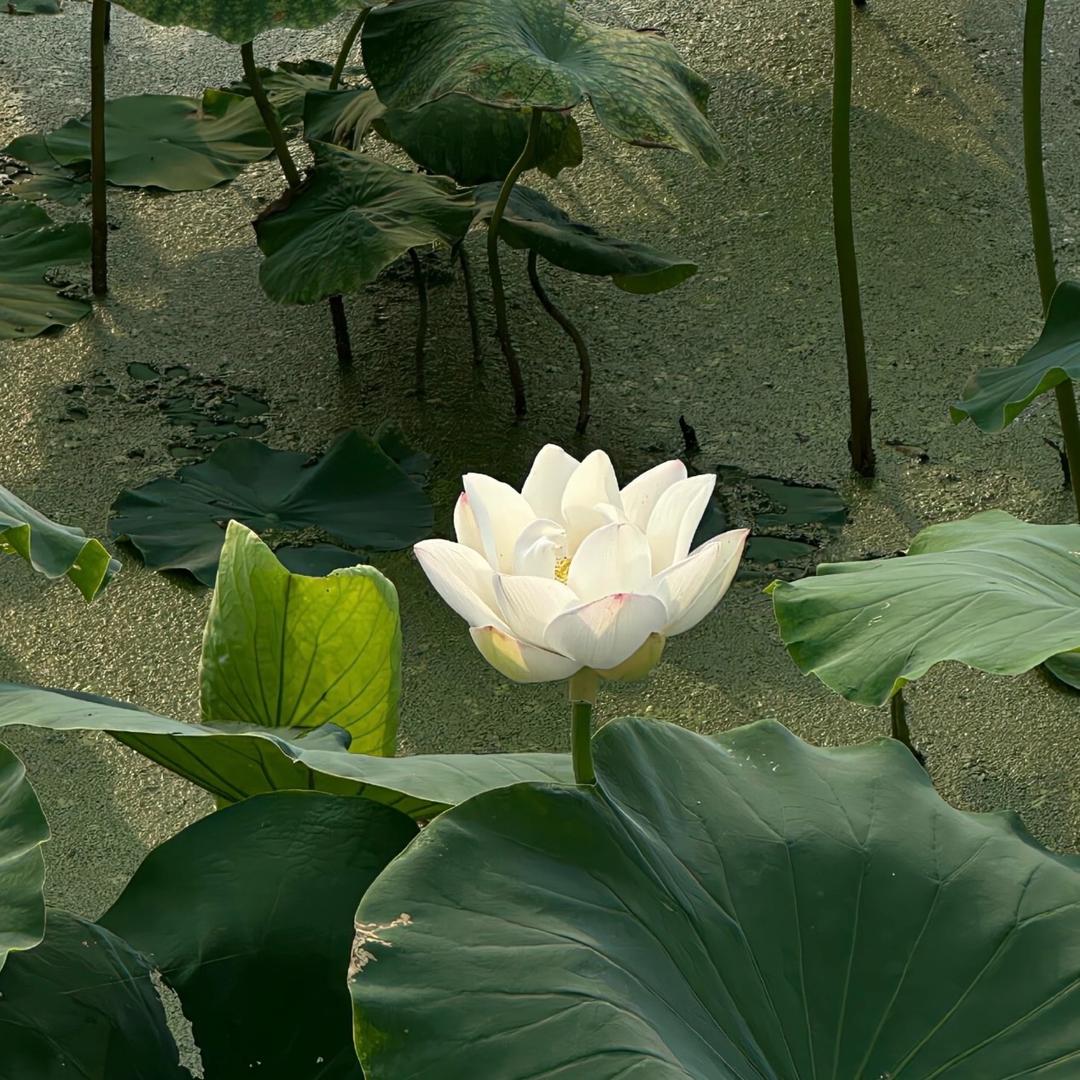 平安顺遂