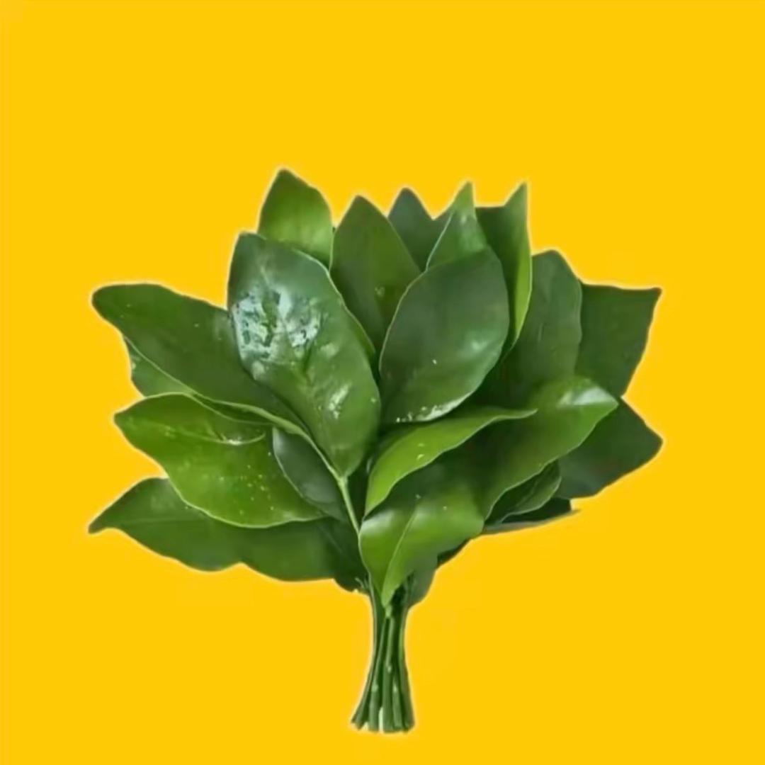 小羊咩咩🐑.—QD