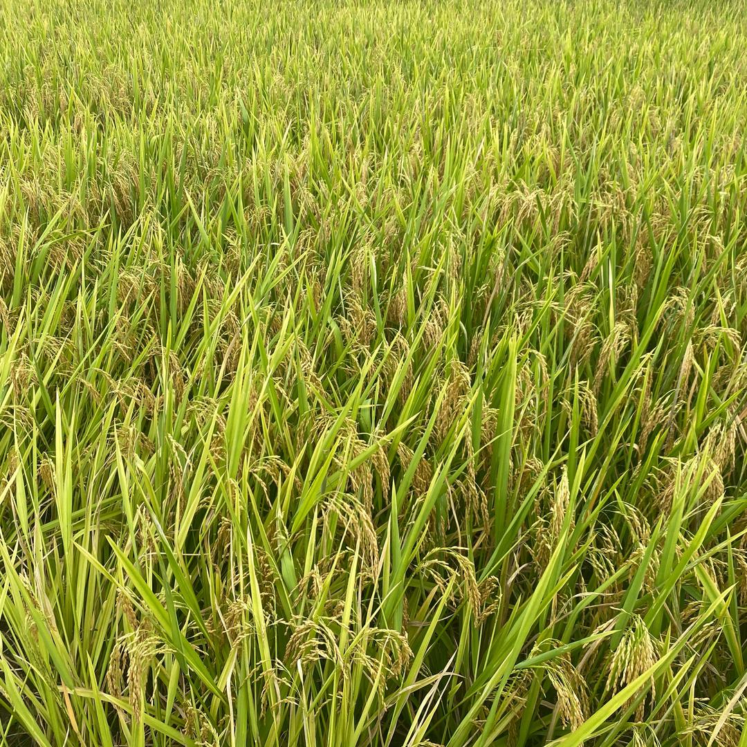 俗人/个