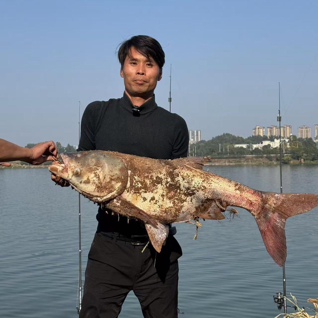 @阿京🎣探钓鲢鳙