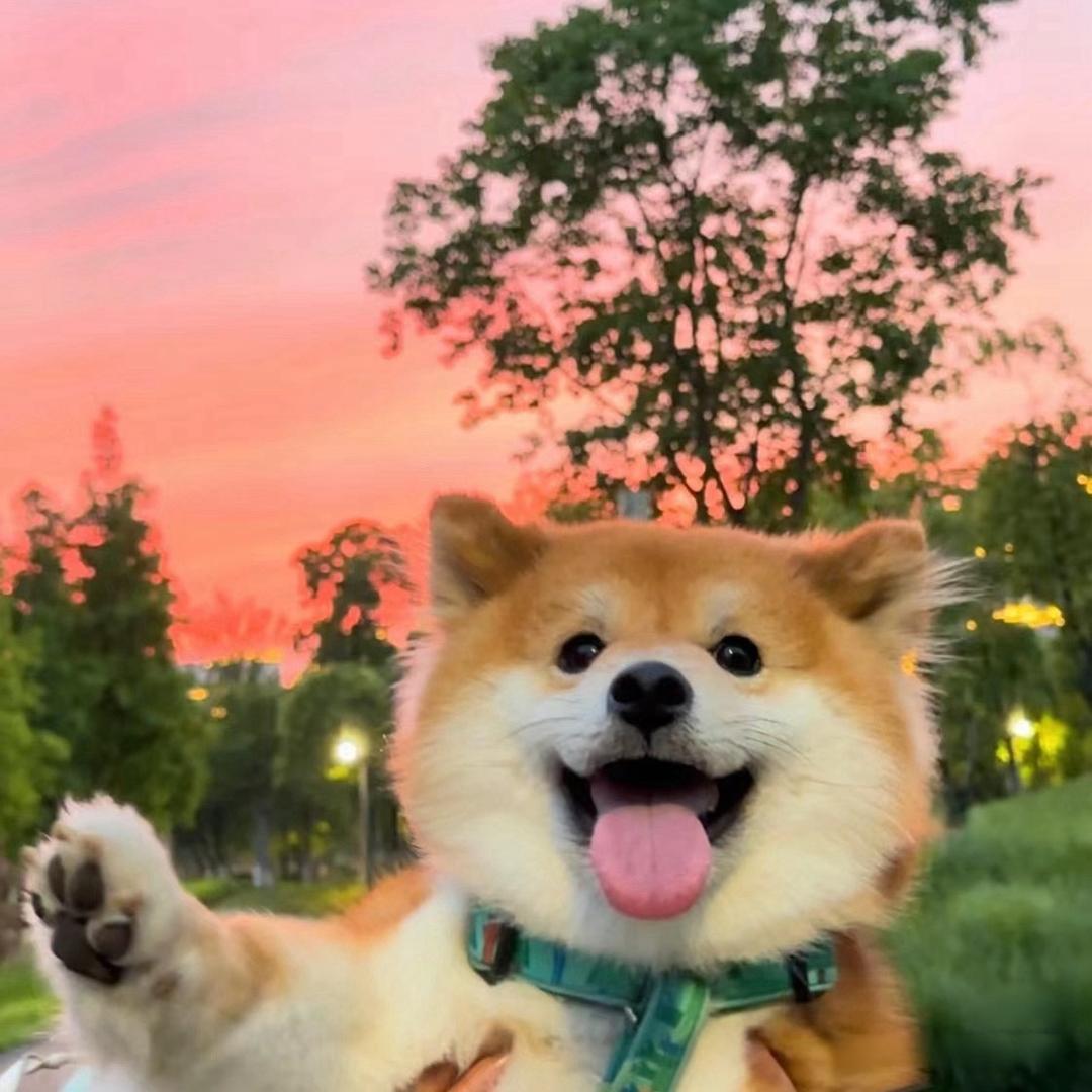 金不了戈