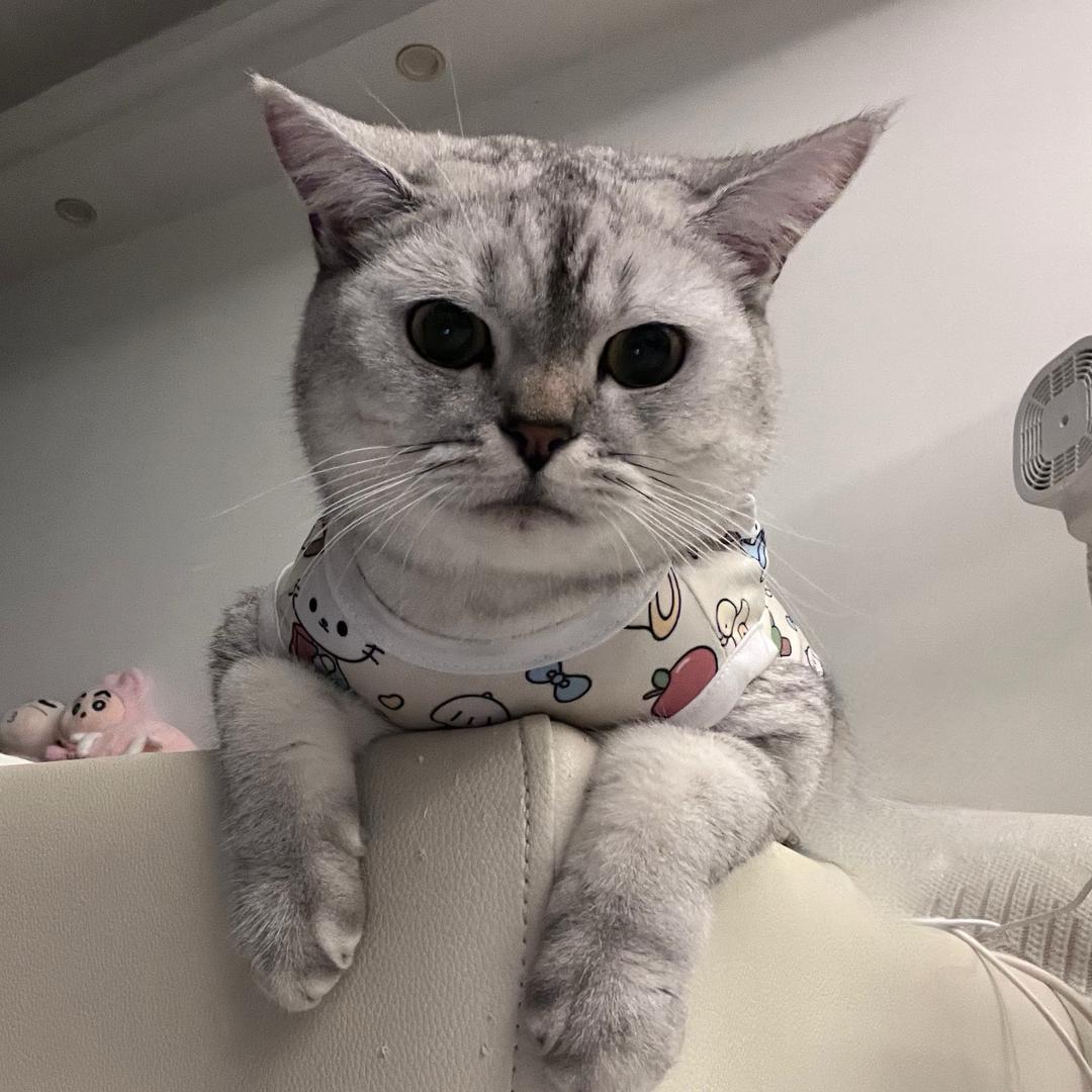 Kitty