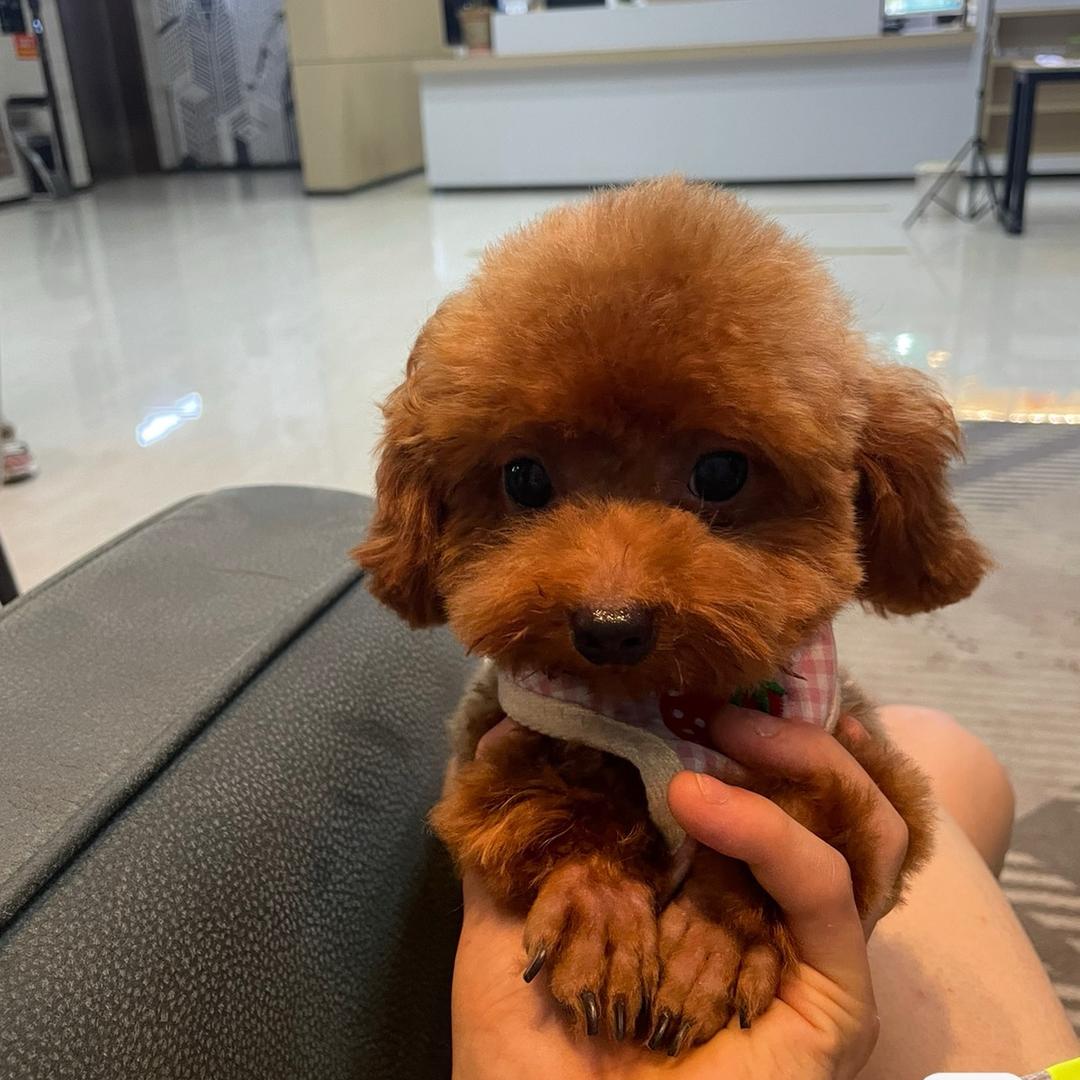 皮小皮家的比熊泰迪