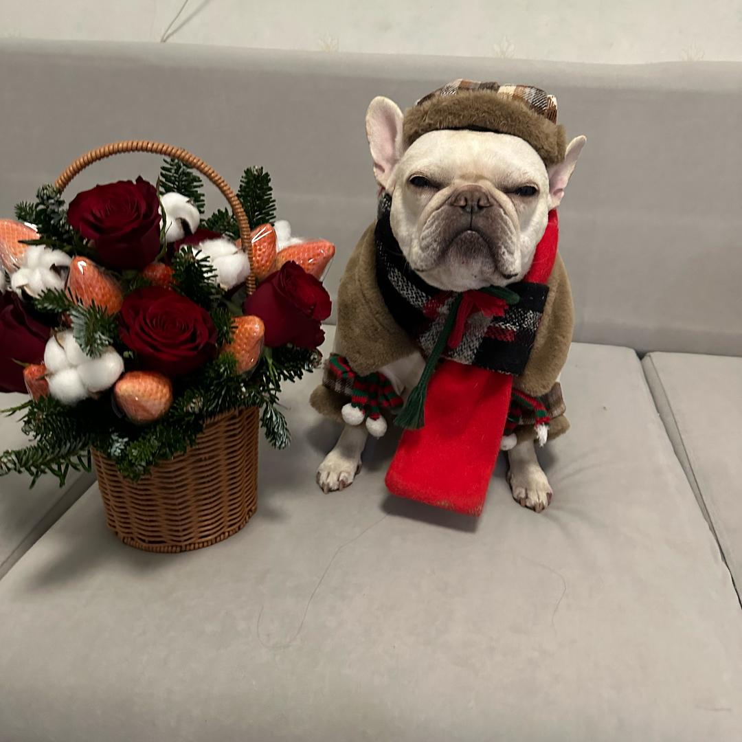 蒜瓣是个法斗🐷