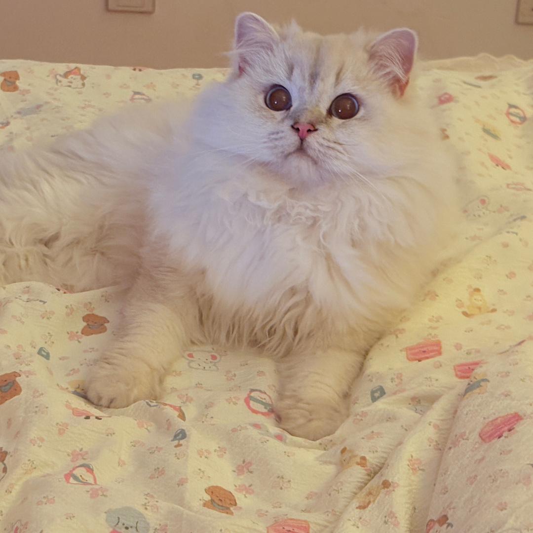 吉🧸吉