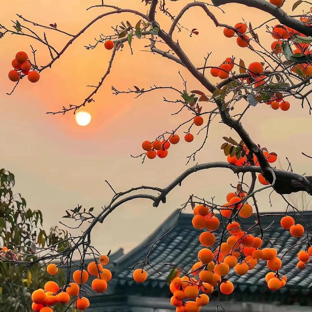 朋和TA的朋友们(慢慢)