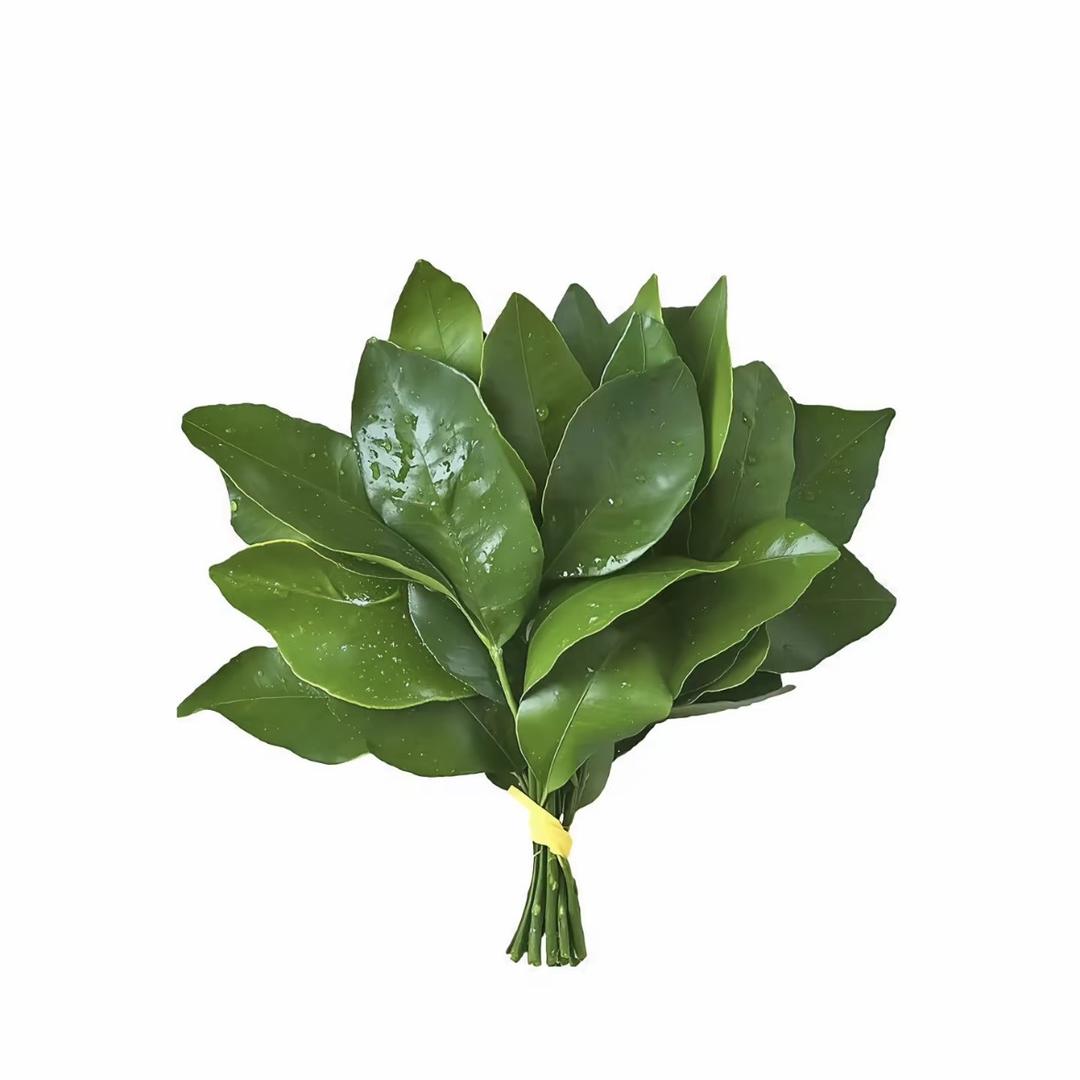 小梨泡泡