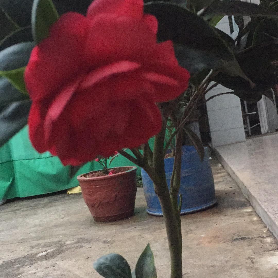 我很开心啦嘻嘻