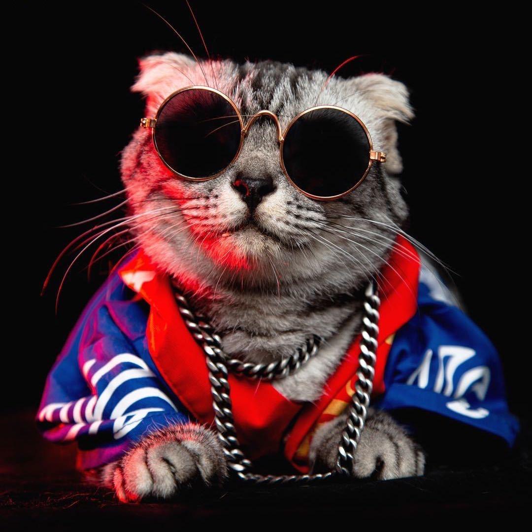 重庆摸凹猫 直播号