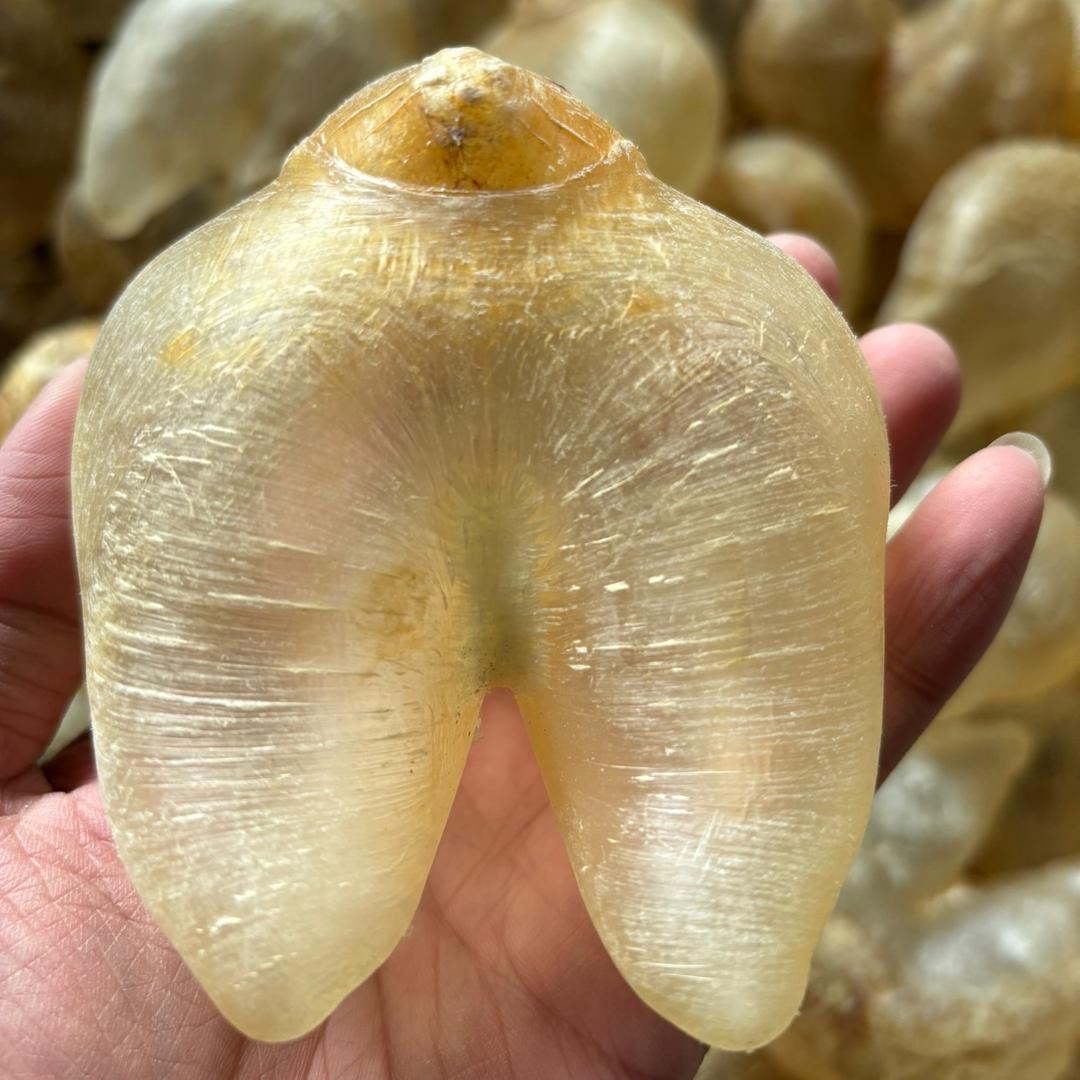 才哥加油