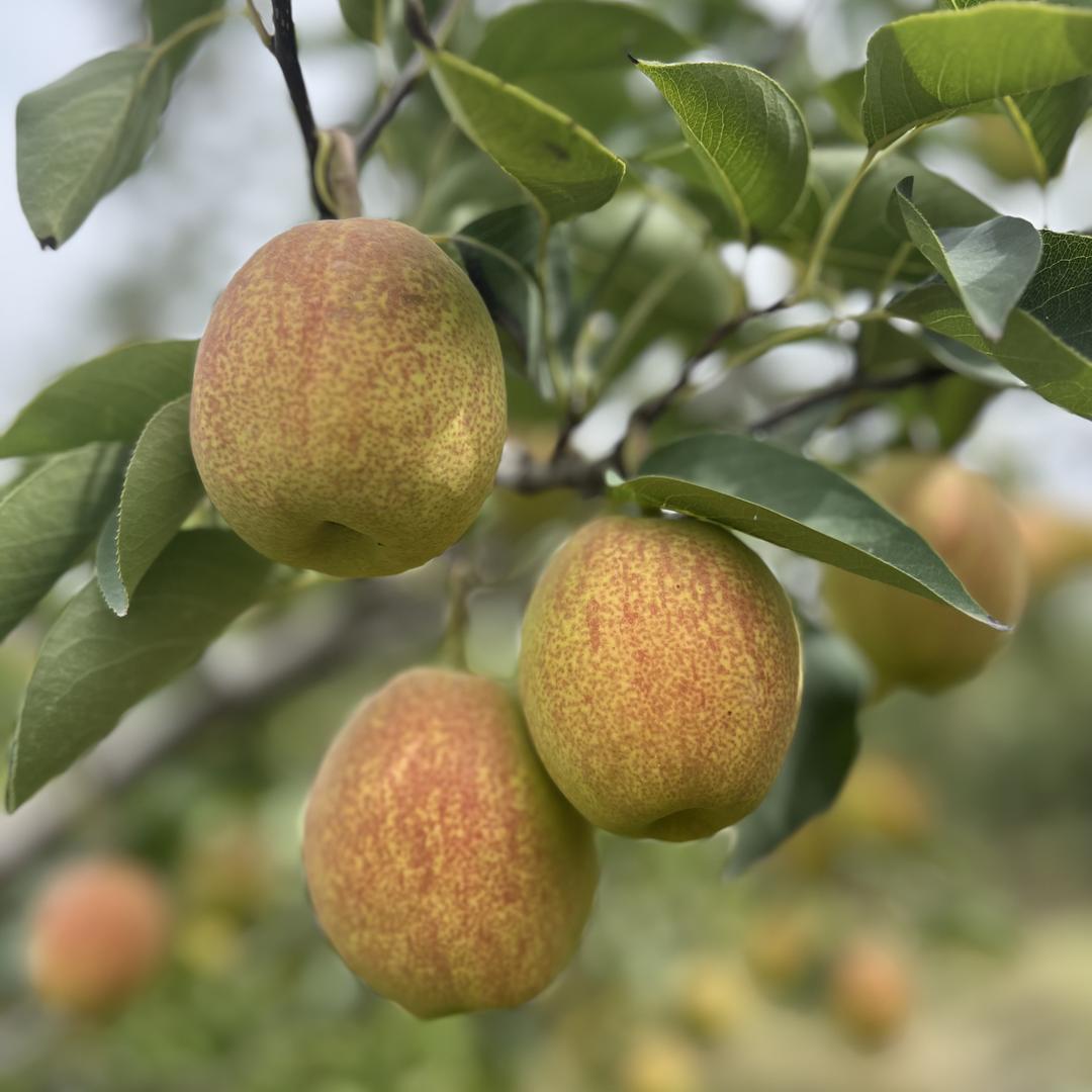 疆灿生鲜企业店