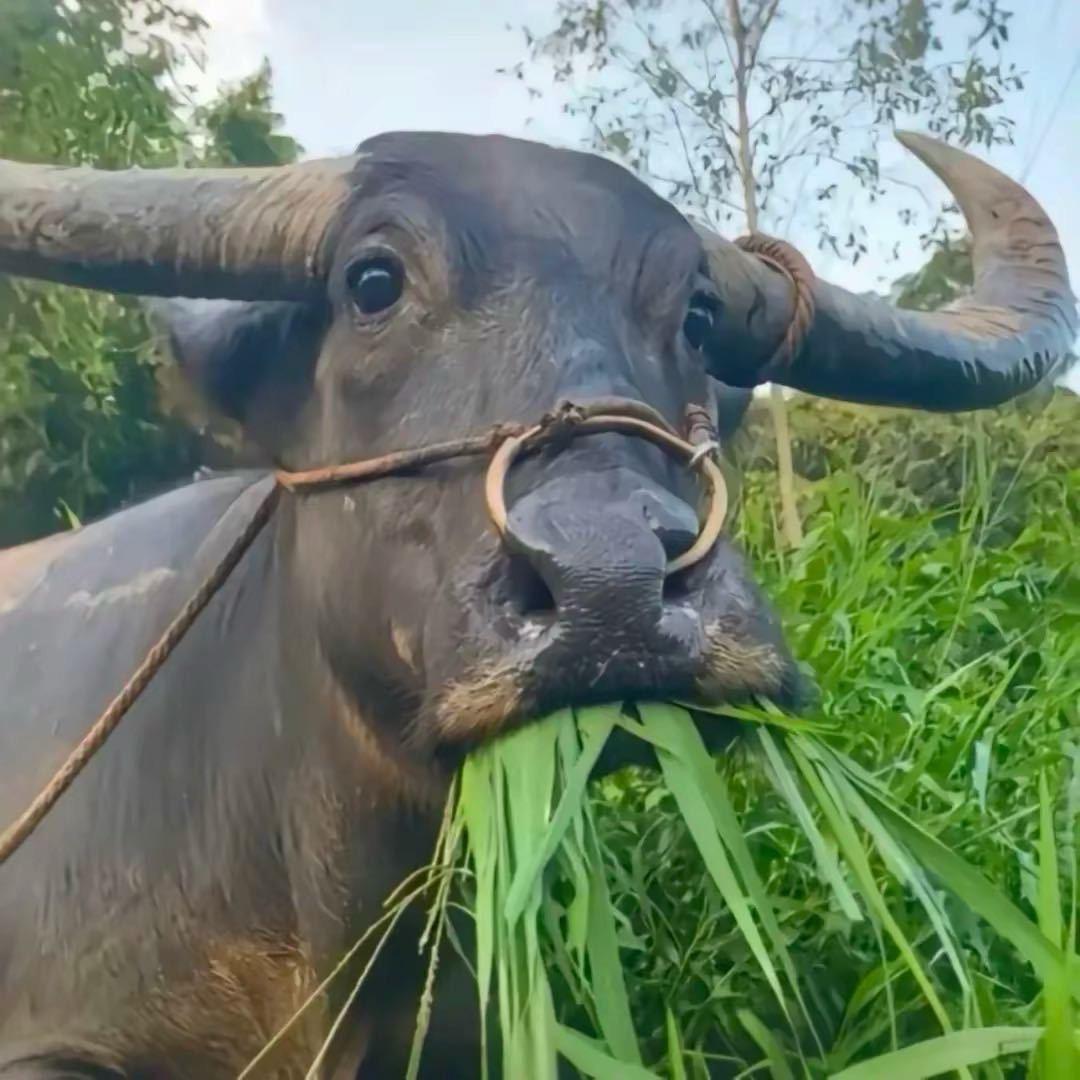 悦巢酒吧 （总办）