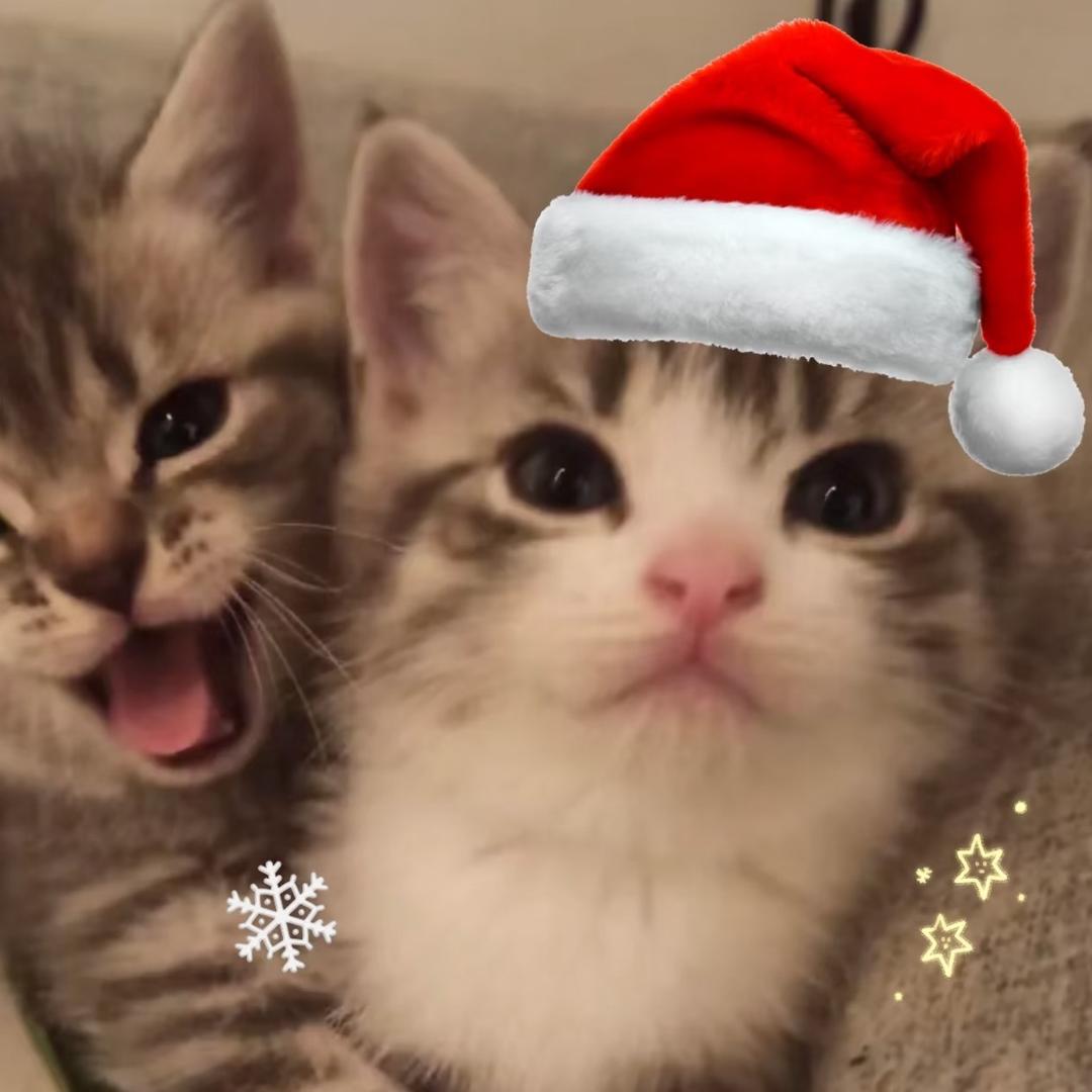 我的小猫不爱我⦮_  ̫ _⦯