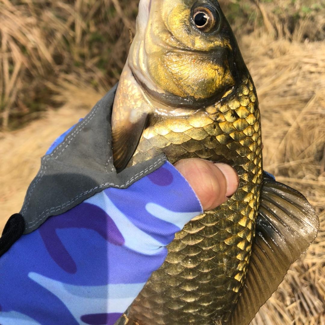 🎣老施『爱钓鱼』🎣