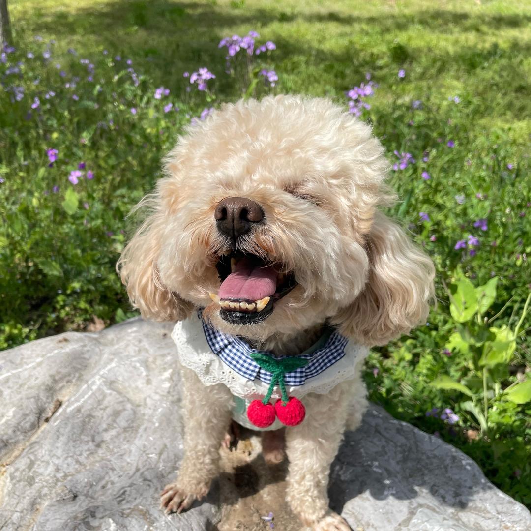 元宝𓍼泰迪熊🧸ᐝ