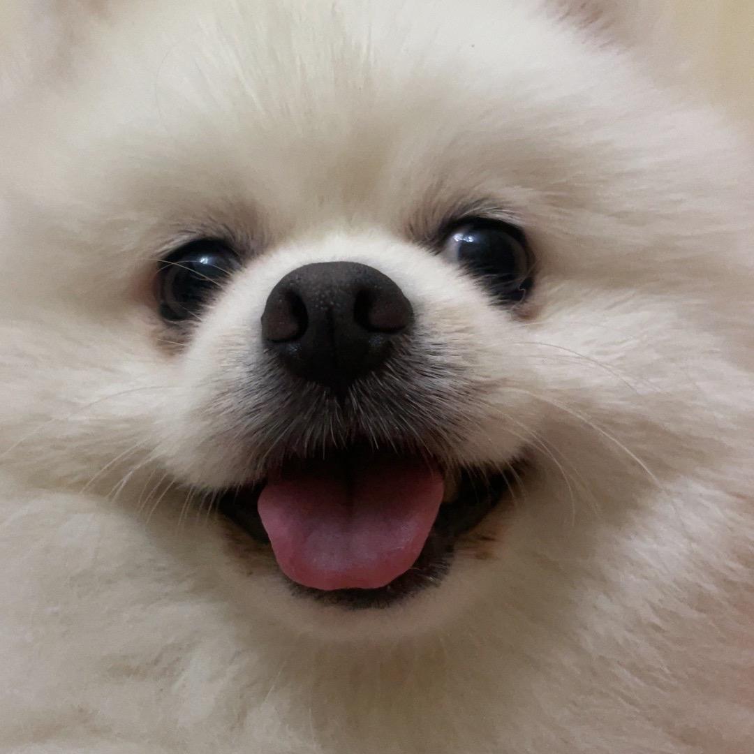 麻团和夏天     🚶