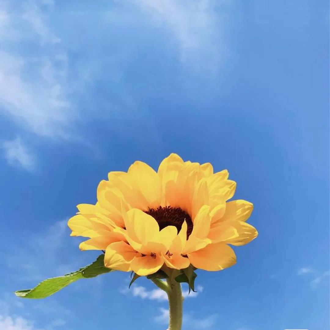 大大