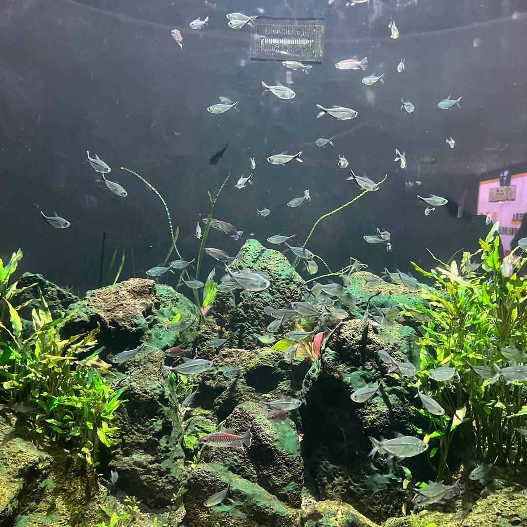 一只傻白羊