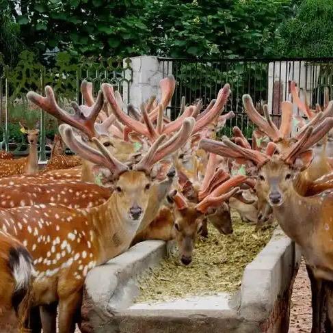 亿鹿轩滋补特产严选店（老婶号）