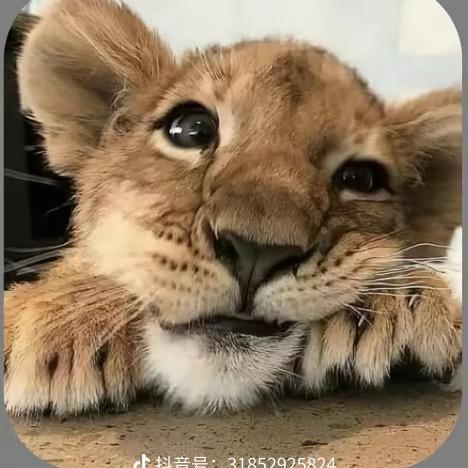 康康.