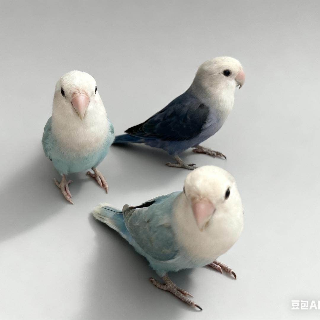 🦜蓝莓&熏熏&小紫