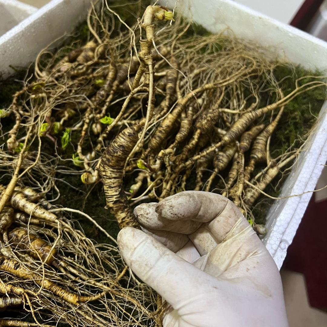 颐品参茸养生小铺