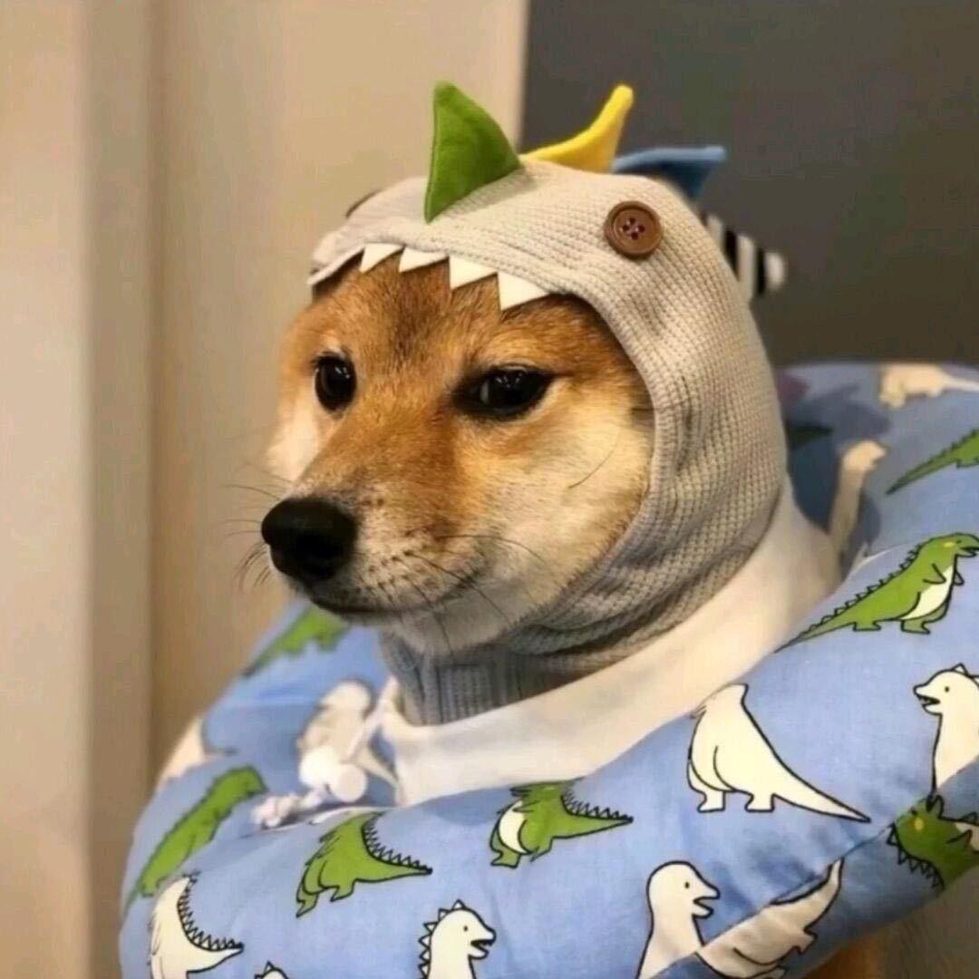 二狗子（全网赏金赛）