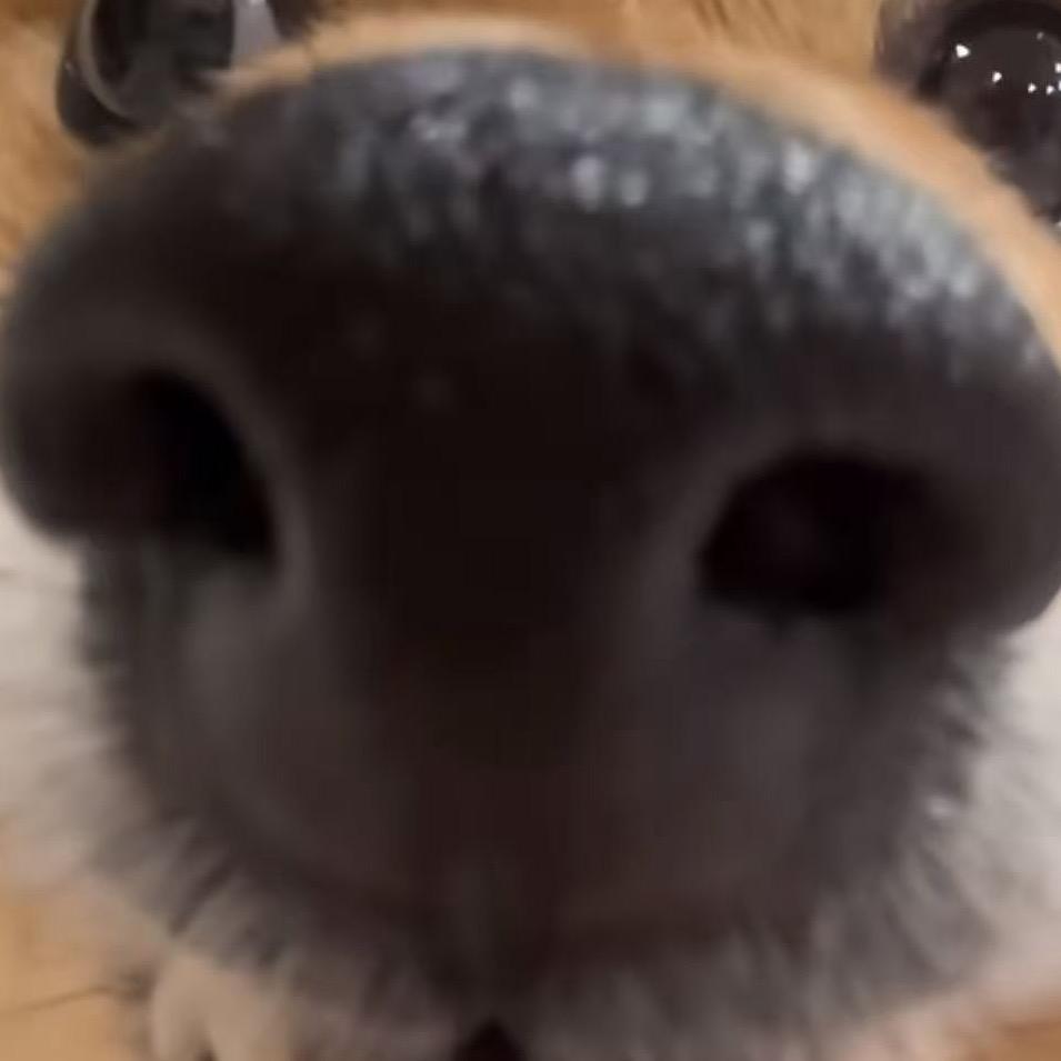 南