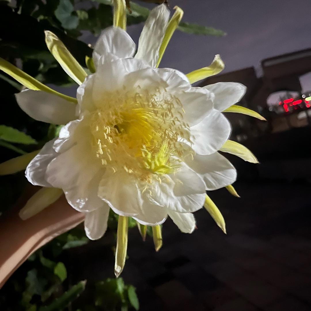 淡然36