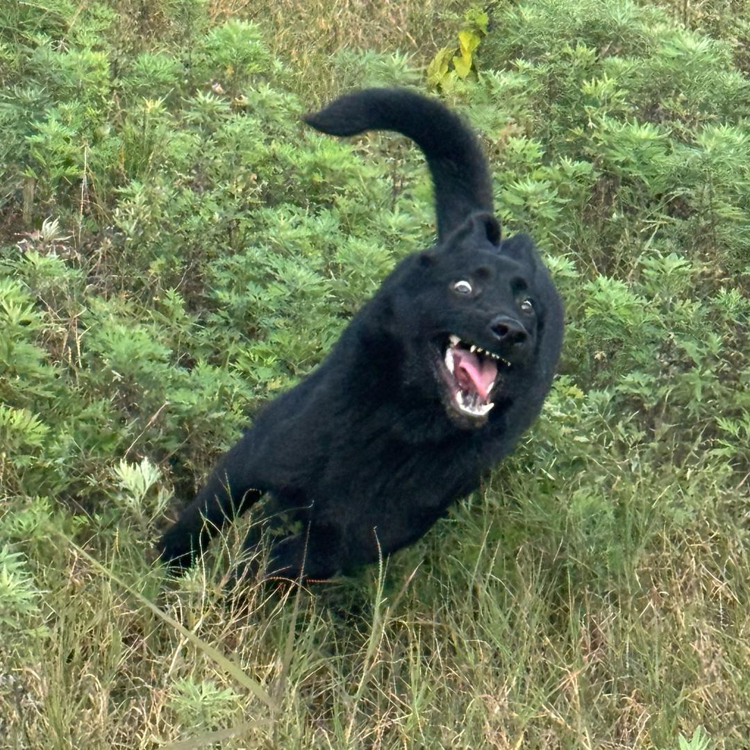 德国女孩叫进宝