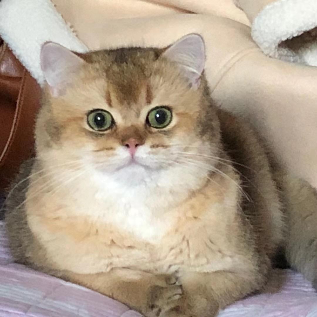 白城市犬心犬意宠物店