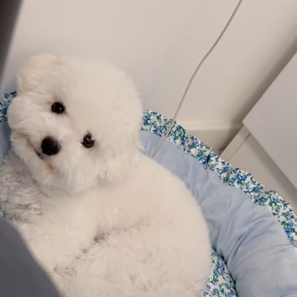 毛球是只小比熊