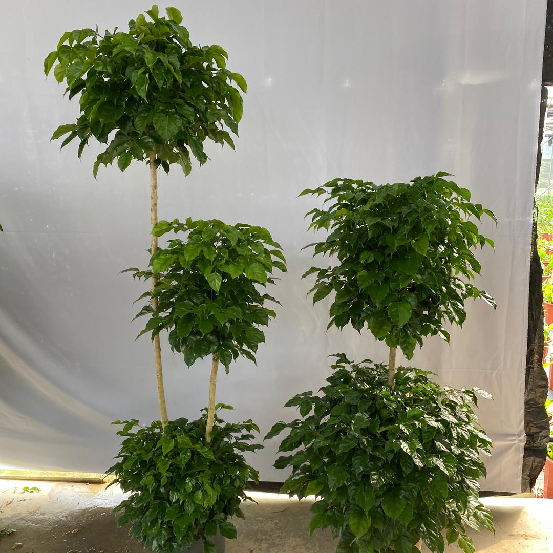 单单姐花卉园艺