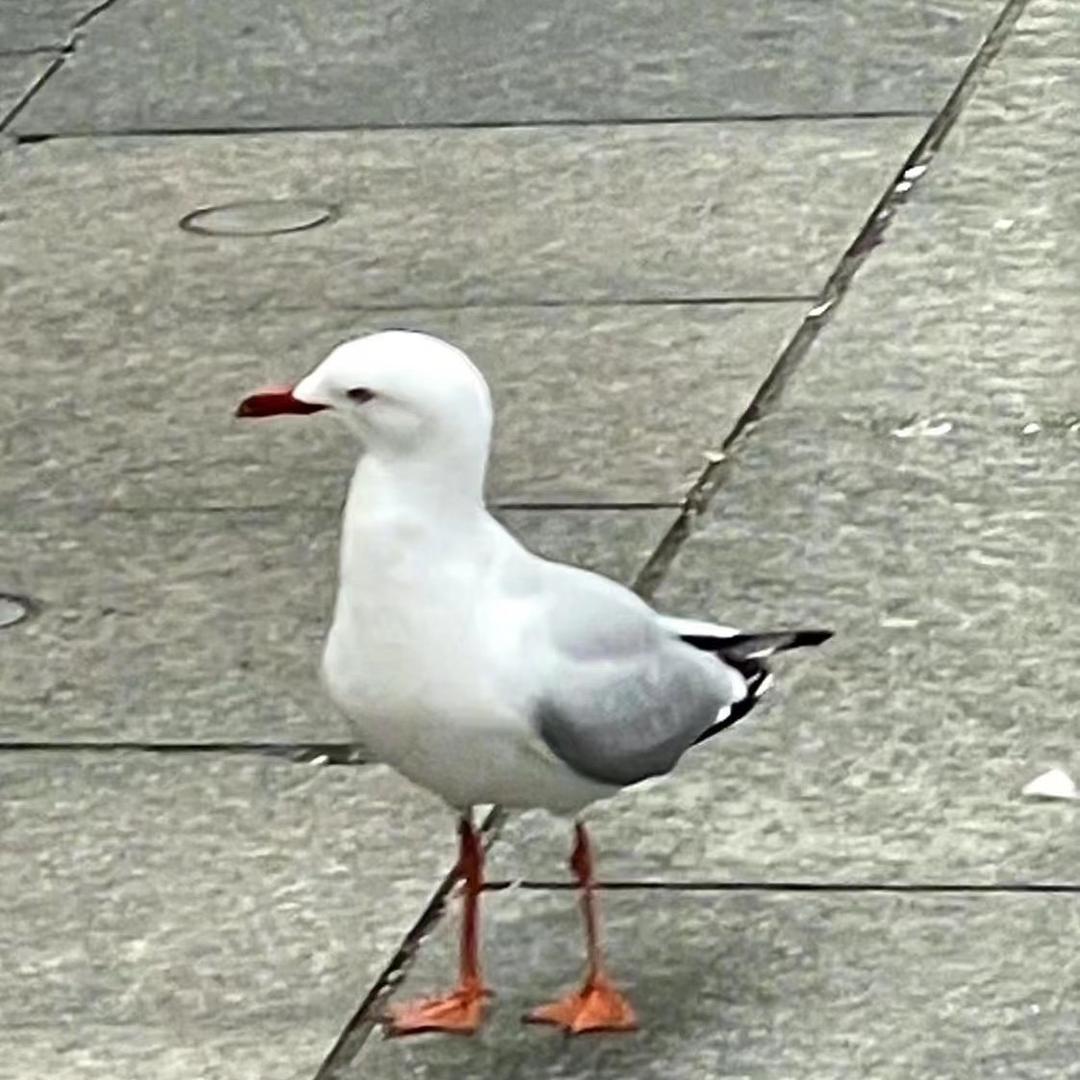懒得🐦你