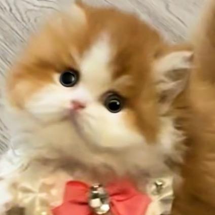桔子米努特·cattery