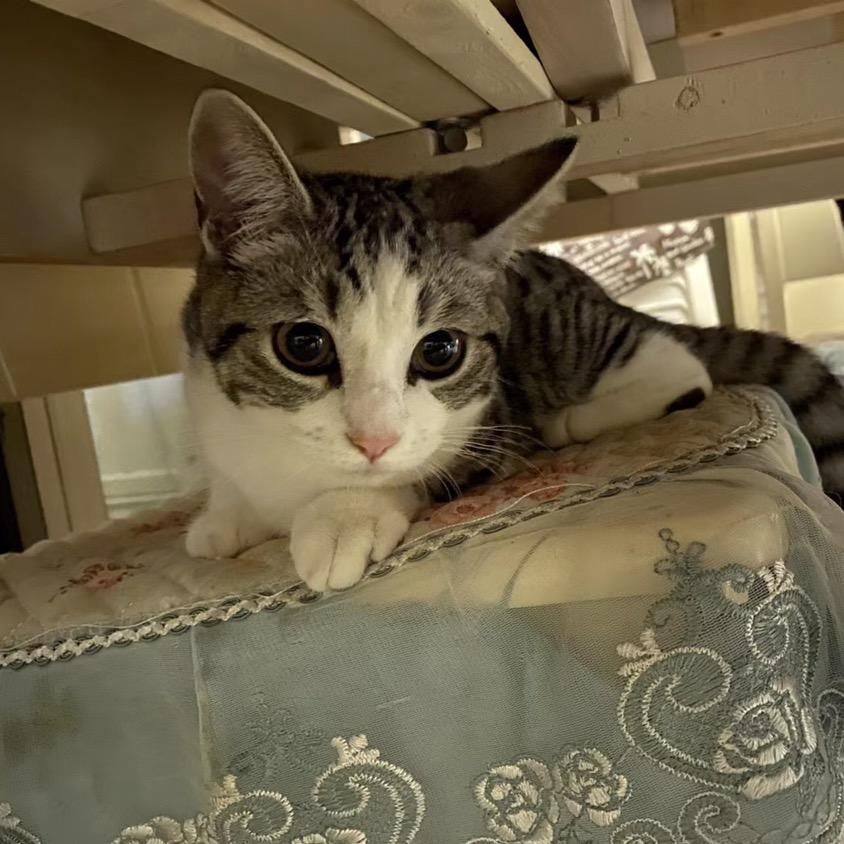 家有懒猫mmm