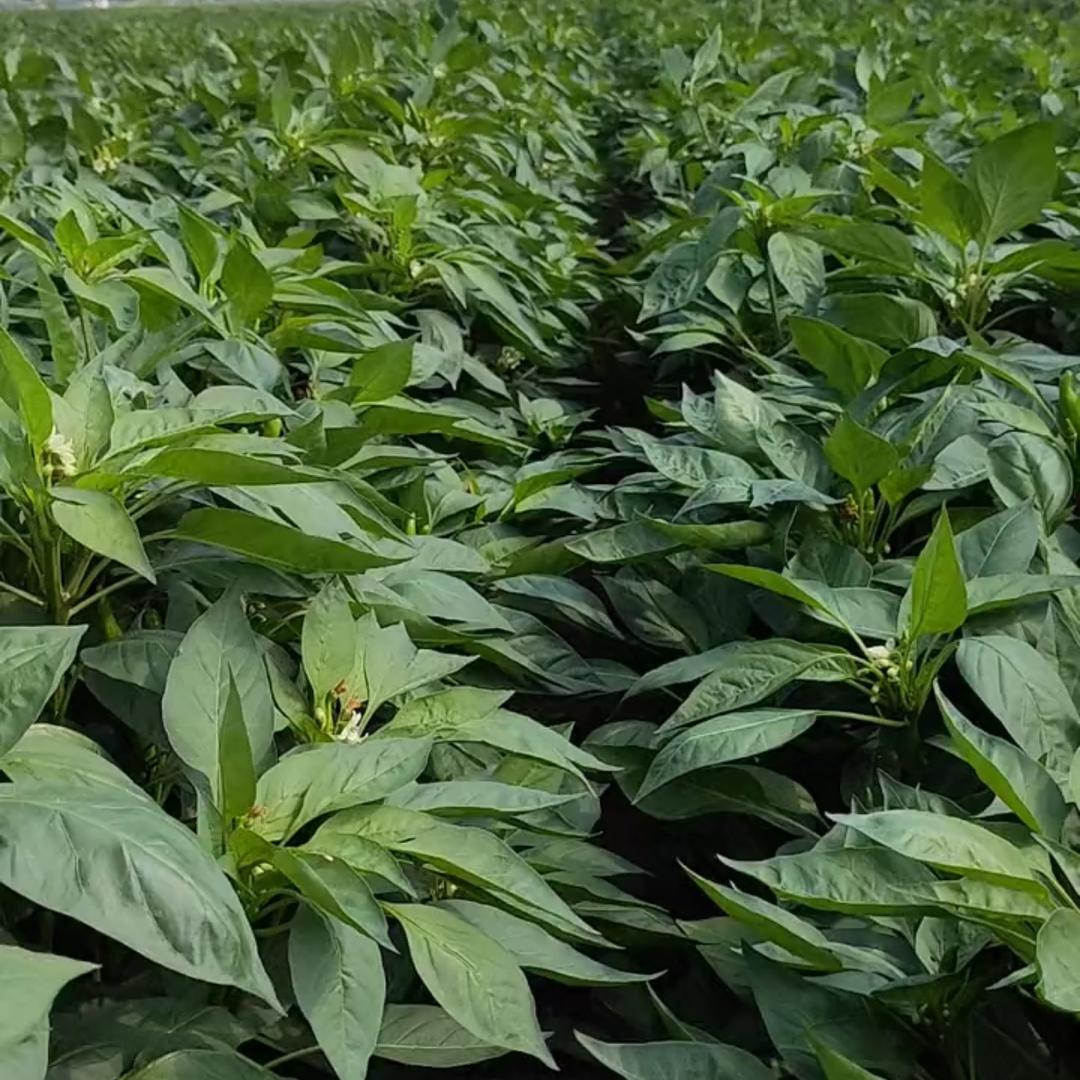 辣椒种植小刘
