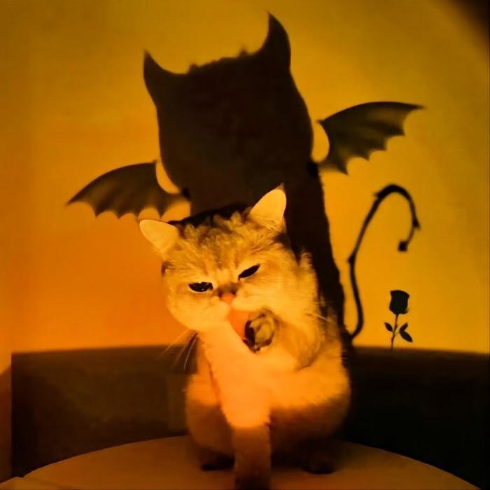 独角猫๑
