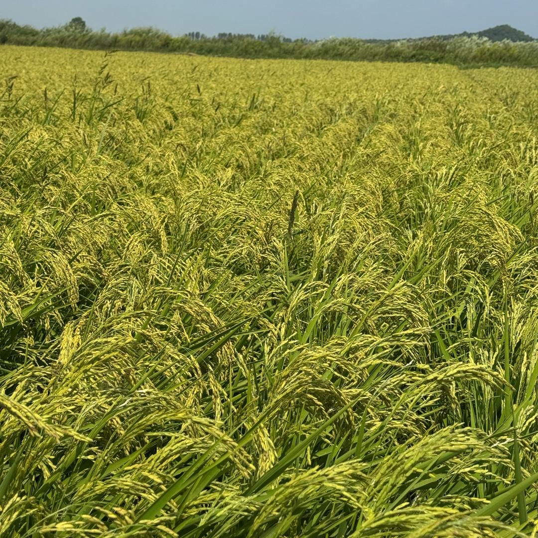 宫政家五常大米