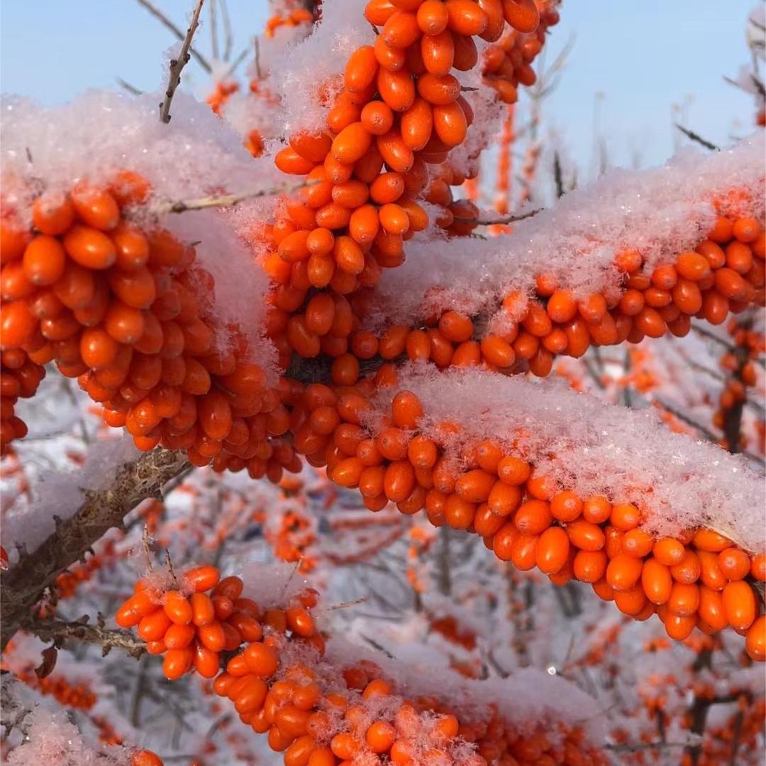 _兵团大海沙棘鲜果