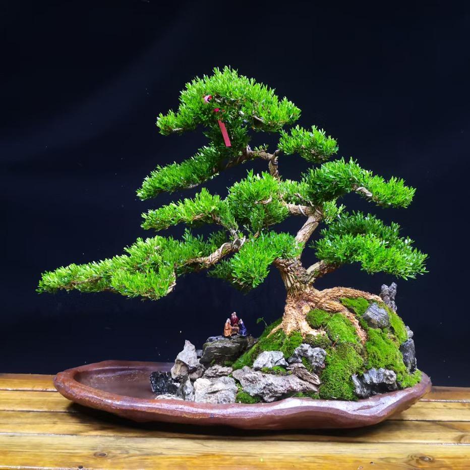 素植有美