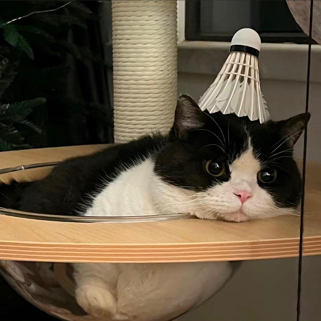 蔡小小