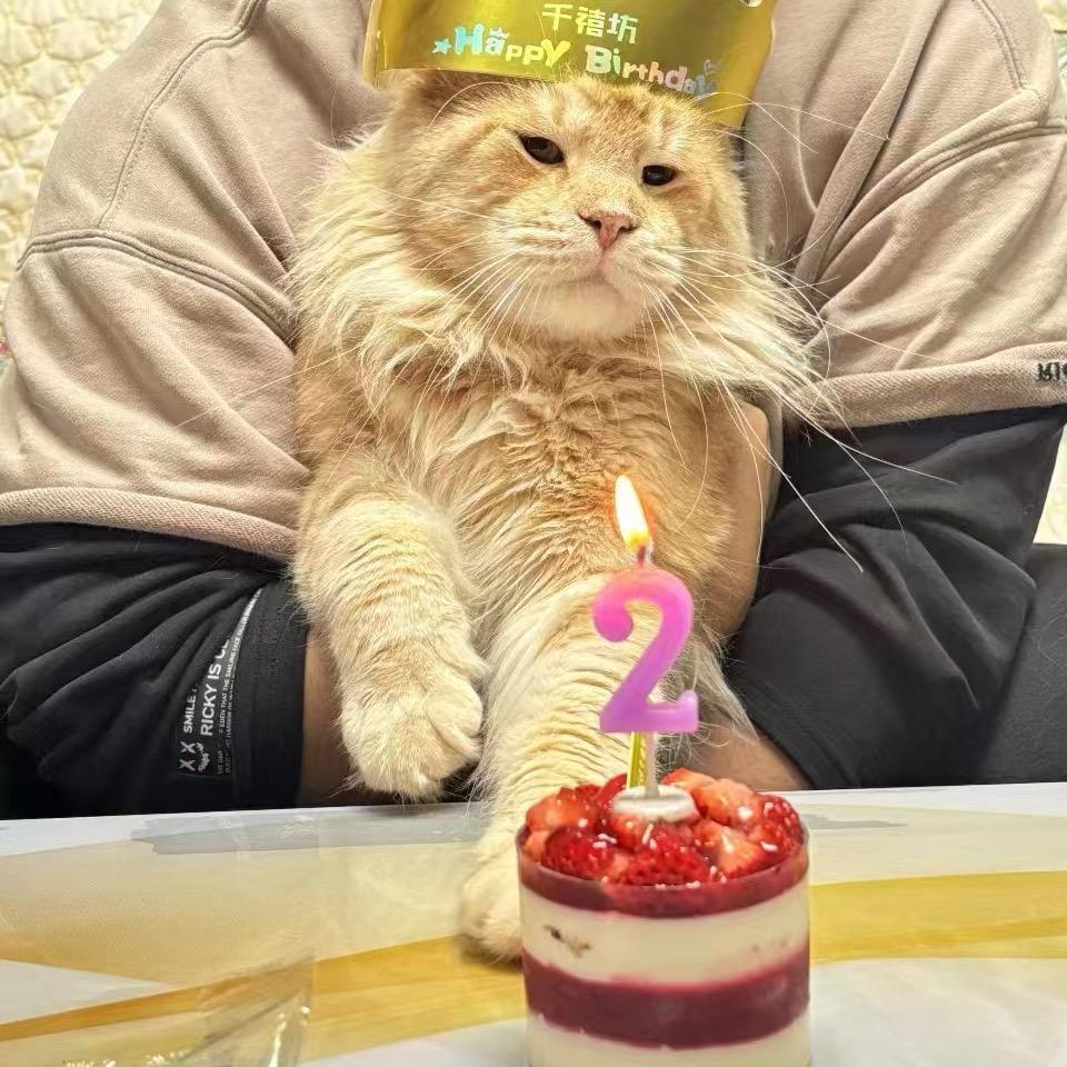 麒七猫