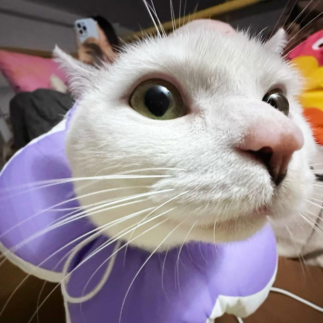 许鱼先辈🐟