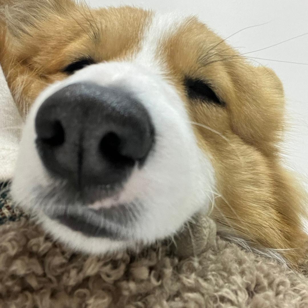 短腿来福