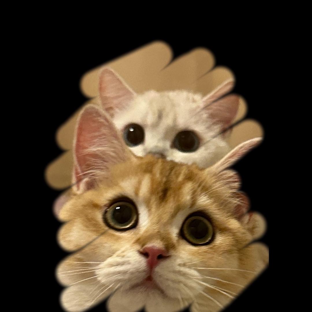 赫本的喵～