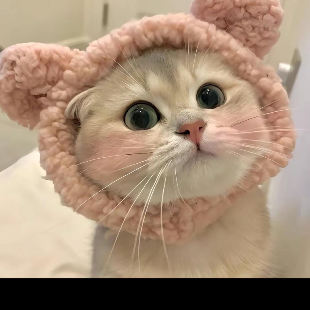 ʚ桃子🍑（见过猫猫版）ɞ